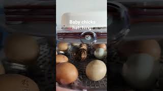 Baby chicks hatching! #chicken #chicks #hatching