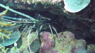 Painted Cray Lobster Snorkeling Great Barrier Reef