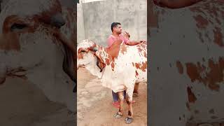 top gir breeding farm || results of Kanhaiya gir Bull