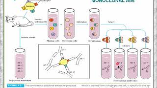 Targeted DDS Lecture 6 I Nanoparticles I Monoclonal antibodies I