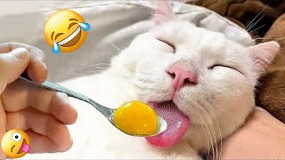 New Funny Animals 2024 😄 Funniest Cats and Dogs Videos 😻🐶 Part 2