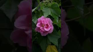 Beautiful Hibiscus flowers bloom in my garden #shorts #flowers