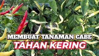 Cara membuat tanaman cabe tahan kering di musim kemarau pakai mulsa alami