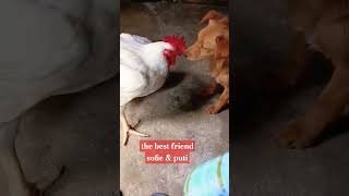 BEST FRIEND FRIEND#viralvideos #shorts #chicken #dogshorts