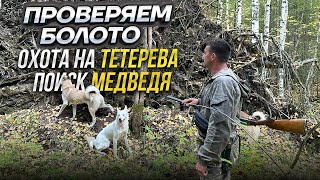 Проверяем болото. Охота на тетерева. Поиск медведя.