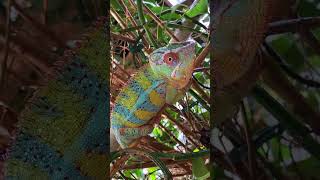 Can you watch my chameleon?