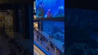 Самый большой аквариум #travel #dubai #aquarium #fish