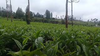 Kebun Teh