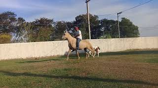 Boêmia Agrofal Potra Mangalarga marchador marcha picada registrada a venda