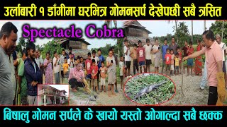 Spectacle Cobra Rescue Morang Urlabari 1 Dandi Rescue By Dev Rai Viral Snake Man Nepal Morang