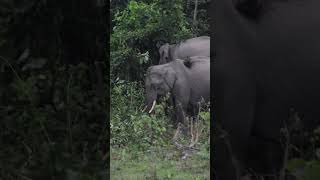 #wildelephant #herd #manasnationalpark #funtime #strolling in #wilderness #wildlife #4k #saveforest