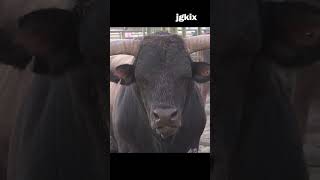 All Bull #animal #bull #hesperia #rodeo #jgkix