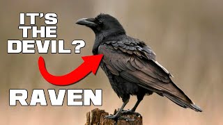 The DEVIL in Feathers - Ravens - Animal a Day Halloween Special 🎃