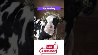 Gau mata 🐮 ki khas baatein ❤️😍🤩|Fun facts about cow #viral #shorts #shortvideo #trending