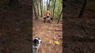 Beautiful Fall Hike #dog #shorts #perfect