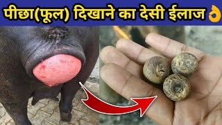 गाय/भैंस में फूल दिखाना,पीछा दिखाना का ईलाज|gaay/bhains ka picha dikhana|Prolapse in cow and buffalo