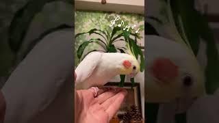 Funny Cockatiel Singing Videos