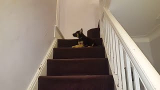 GSD Puppy tries stairs for the first time | Pets Vlog 16