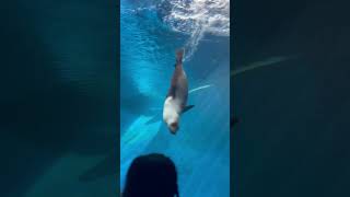 Seal diving and kid is happy #seal #sealife #laugh