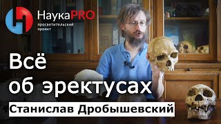 Всё об эректусах | Хомо эректус | Homo erectus – Станислав Дробышевский | Лекции по антропологии