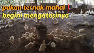 mensiasati harga pakan mahal