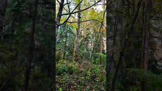 The Magic of the Autumn 🍂 #autumn #autumnwalk #nature #natureshorts #greenshorts #green