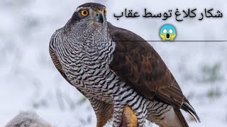 غدا خوردن عقاب و شاهین دستی 🦅