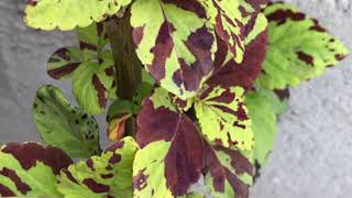 Coleus imagens de algumas cores,pois existem muitas