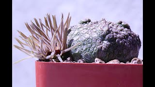 Pseudolithos cubiformis | Timelapse