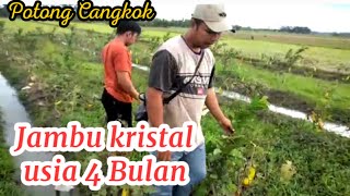 Jambu Kristal Usia 4 Bulan sudah Berbuah Lebat😍