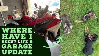 Where Have I been?! - Life, Garage & Dog Update