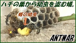 蟻戦争Ⅲ＃41 ハチの巣からハチの幼虫を盗みとるアリの集団【後編】編～Ants steal bee larvaes from beehives～