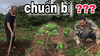 tiến hành CHUẨN BỊ Để HẠ Cây giống