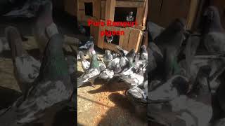 #pigeons_short_video  #kabootar