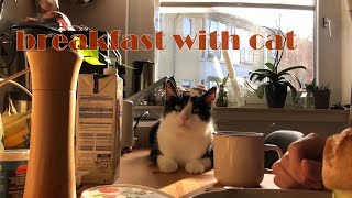 my cat joined our breakfast | Relaxing Video