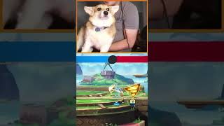 Mollie The Corgi Gets Camera Shy on Stream