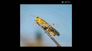 TOP 10 MOST DANGEROUS INSECTS IN THE WORLD. #shorts #viral #dangerousinsects