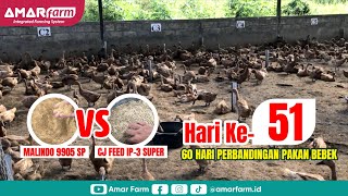 Part #51 | 60 Hari Perbandingan Malindo 9905 SP Vs CJ Feed IP-3 Super