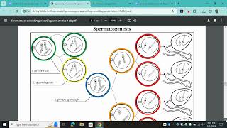 Let's Talk Spermatogenesis and Oogenesis