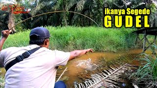 Wow‼️ Ikan Segede gudel engak mau nyerah begitu aja