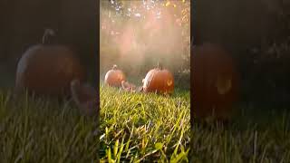 Blasting Pumpkins With A Muzzleloader!