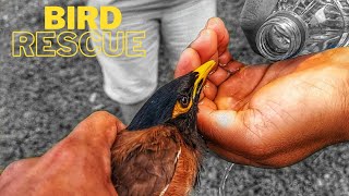 we rescued a cute bird😱 || my first rescue video✅