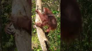 Wild Orangutan in Borneo #animals #orangutan #apes #wildlife #conservation #primates