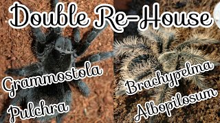 Double Tarantula Re-House