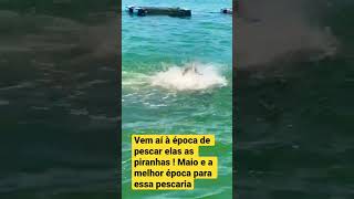 Maio está chegando época da pescaria de piranha ! Três Marias Mg #pescaesportiva