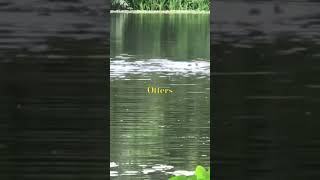 Otters at Botanic Gardens, Singapore