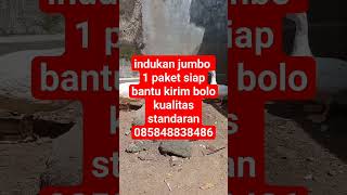 Indukan Jumbo Leher Panjang: Pilihan Terbaik untuk Pemula