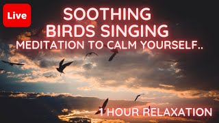 🔴Beautiful Relaxing Music | 1Hour Meditation Relaxation | Soothing Forest Birds Singing🔴