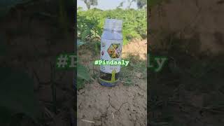 Triple Action Spray on Seasum seeds crops | Potash spray| Pindaaly