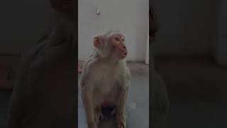 #comedy #ajaypop #monkey #funny #animals बंदर की आवाज